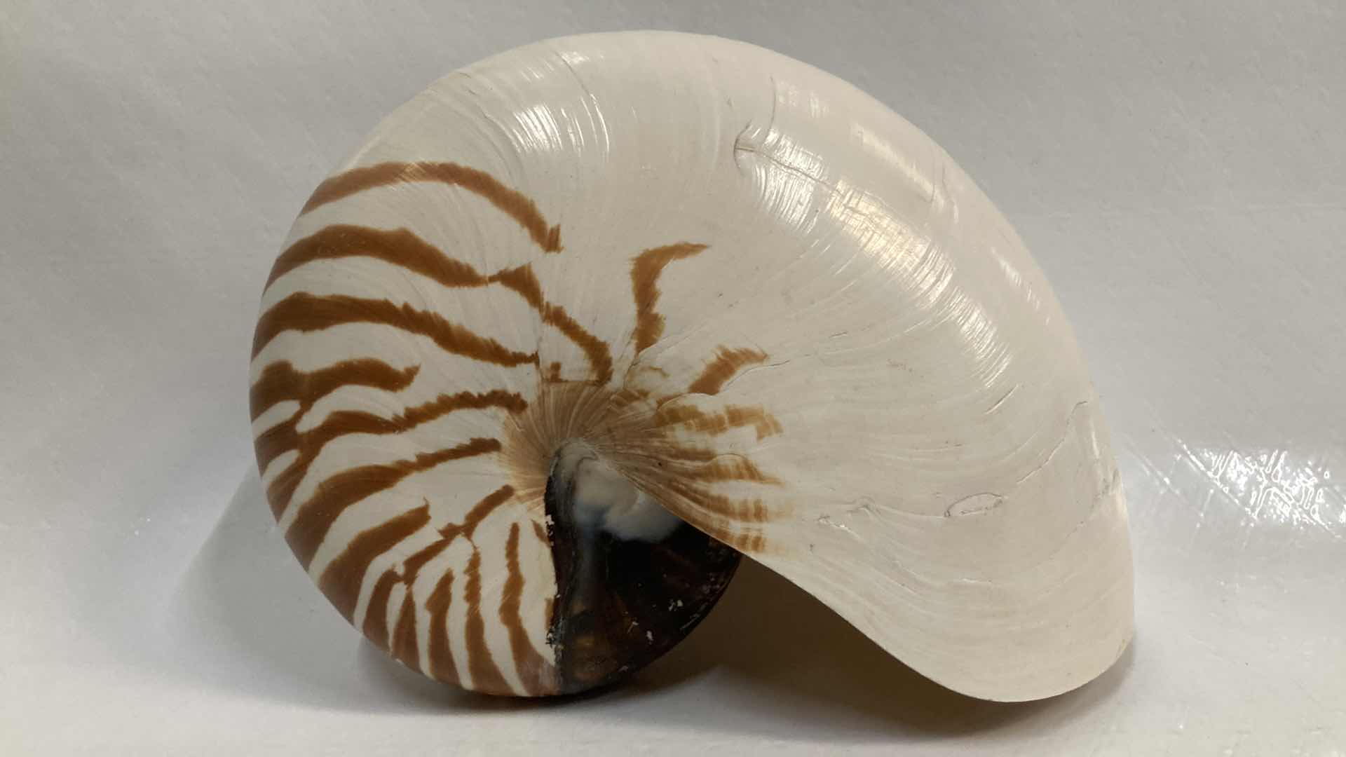 Photo 1 of CHAMBERED NAUTILUS SEASHELL 7” X 3” H5.25”