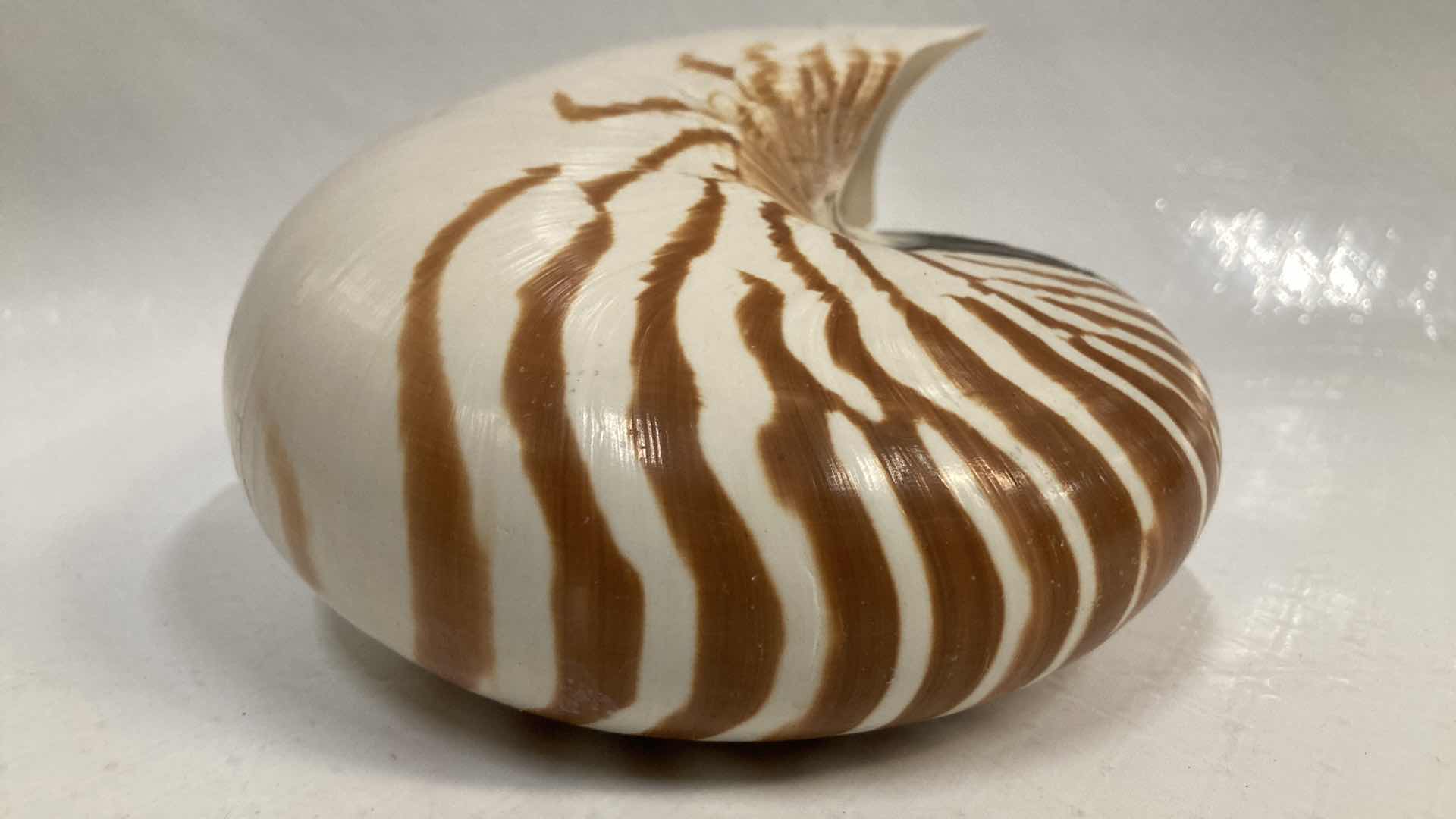 Photo 3 of CHAMBERED NAUTILUS SEASHELL 7” X 3” H5.25”