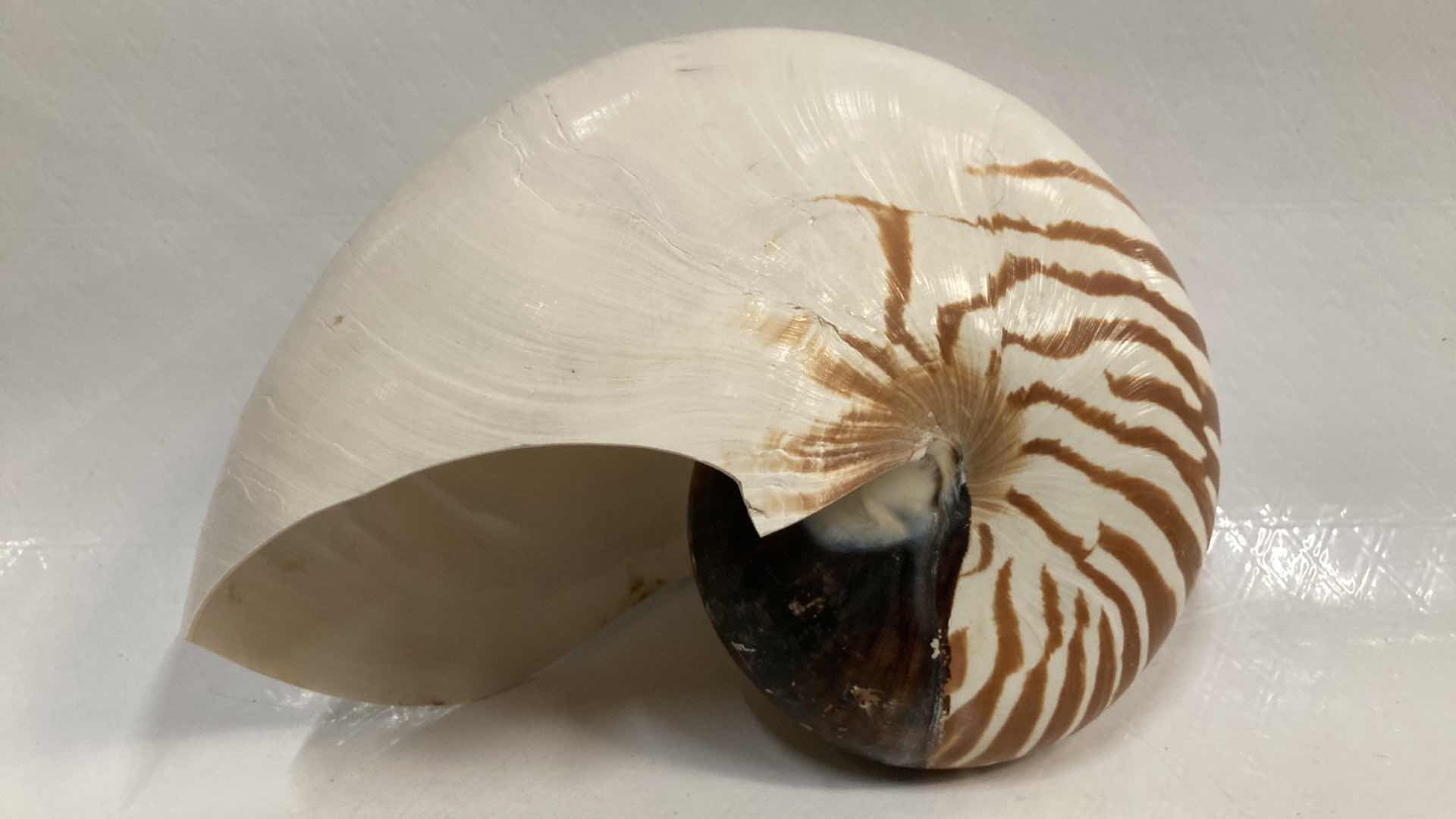 Photo 5 of CHAMBERED NAUTILUS SEASHELL 7” X 3” H5.25”