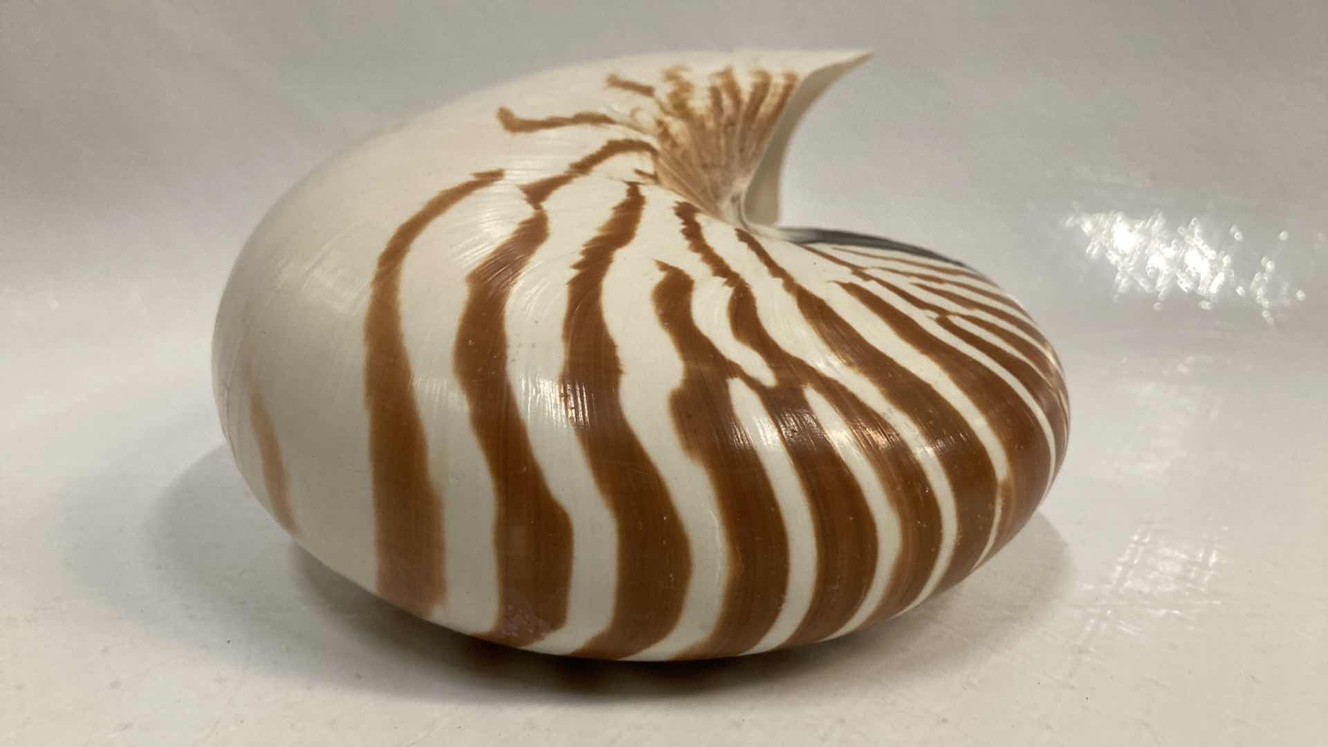 Photo 2 of CHAMBERED NAUTILUS SEASHELL 7” X 3” H5.25”