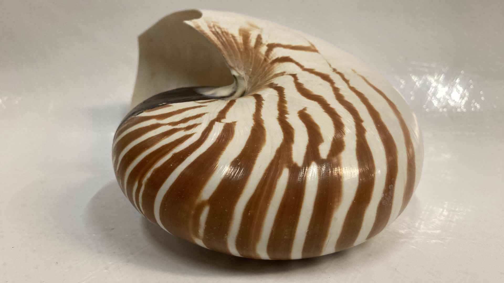 Photo 4 of CHAMBERED NAUTILUS SEASHELL 7” X 3” H5.25”