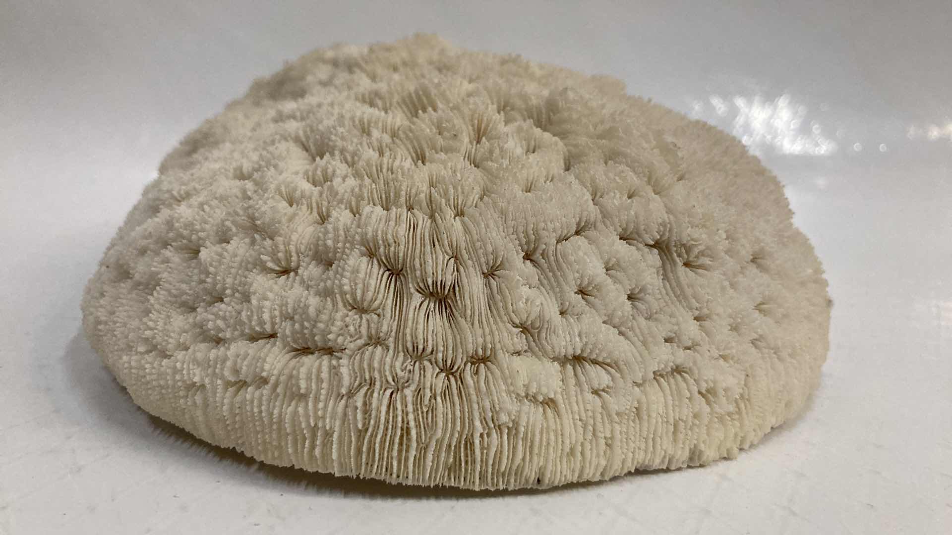 Photo 5 of AGATIZED STONY CORAL 9.5” X 6.5” H3”