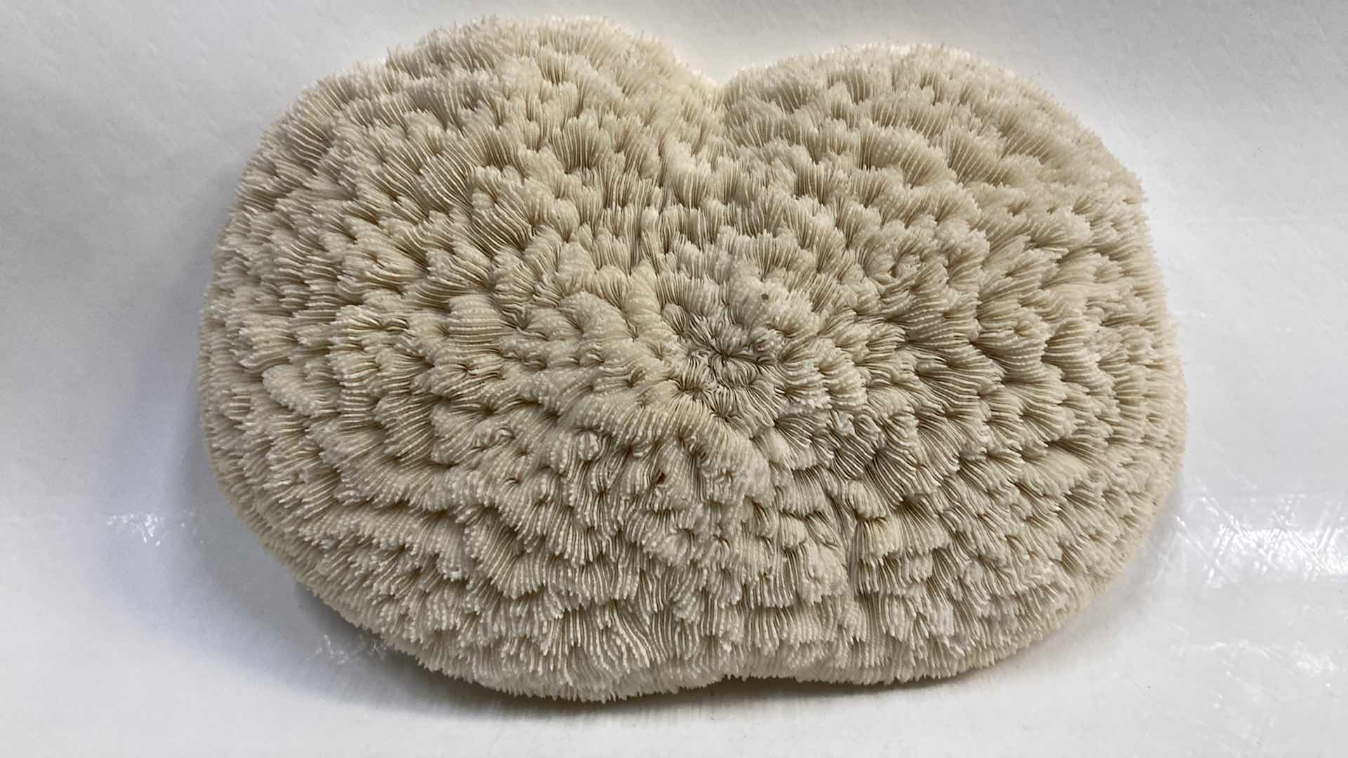 Photo 1 of AGATIZED STONY CORAL 9.5” X 6.5” H3”