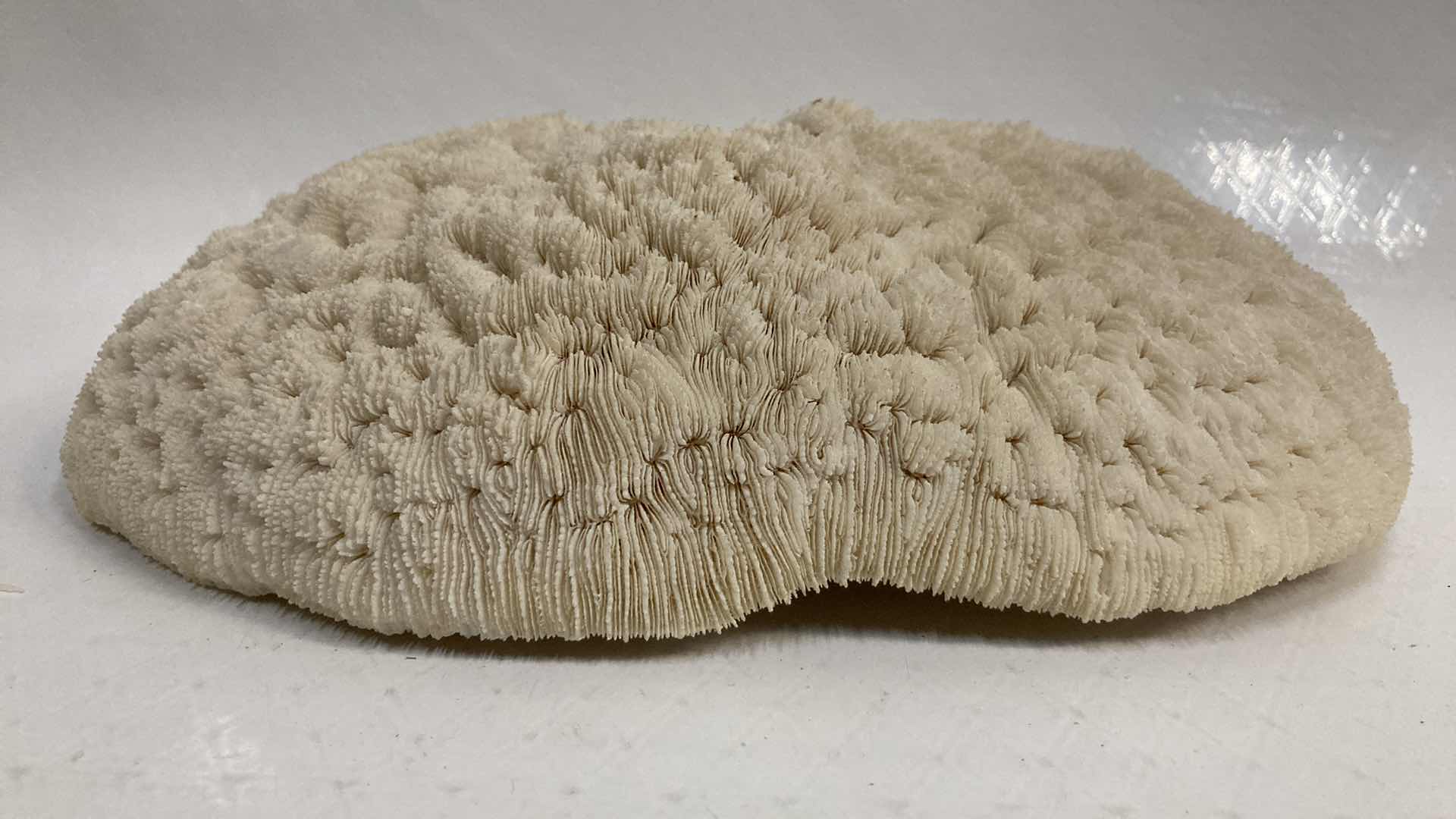 Photo 2 of AGATIZED STONY CORAL 9.5” X 6.5” H3”