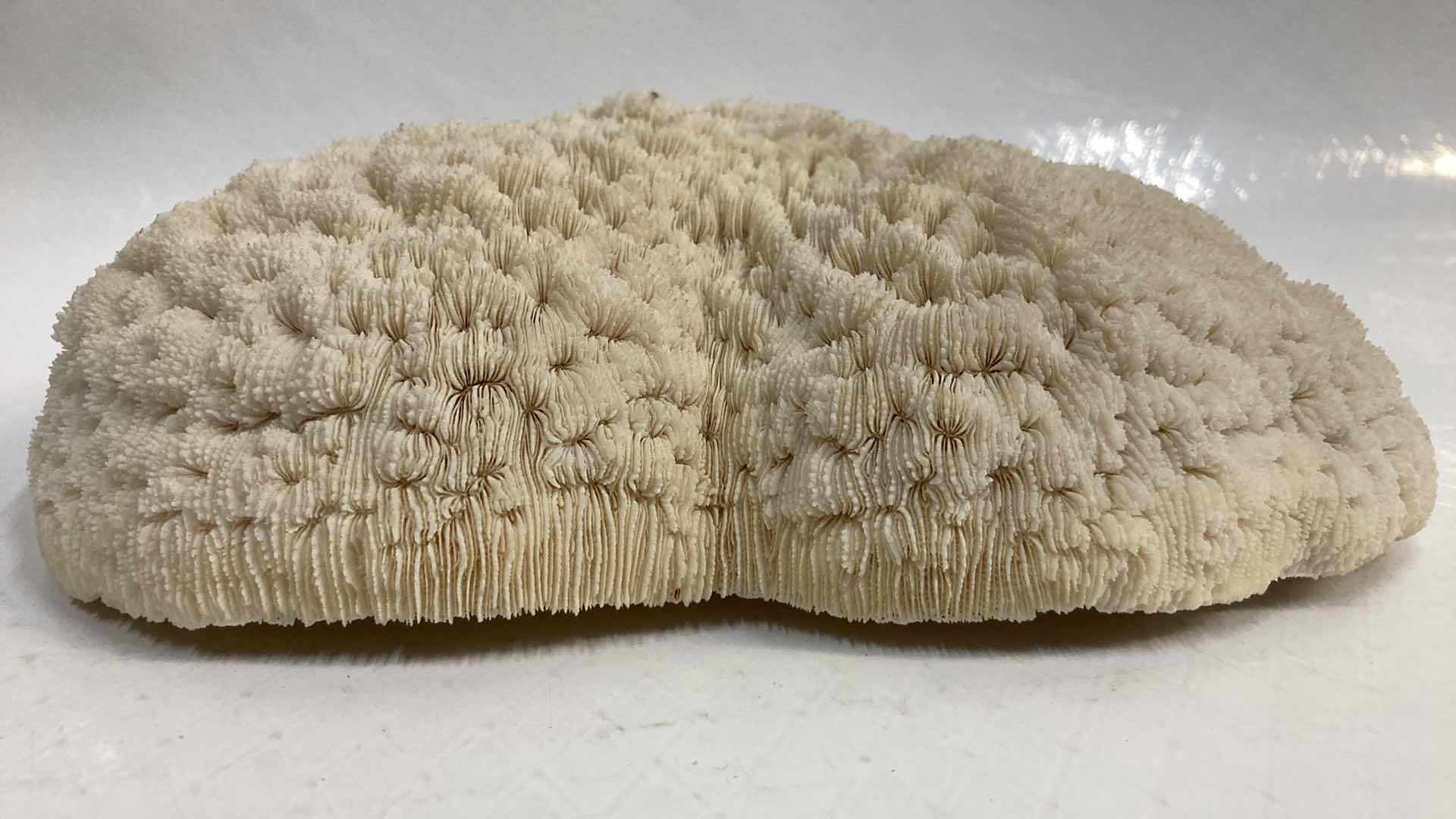 Photo 4 of AGATIZED STONY CORAL 9.5” X 6.5” H3”