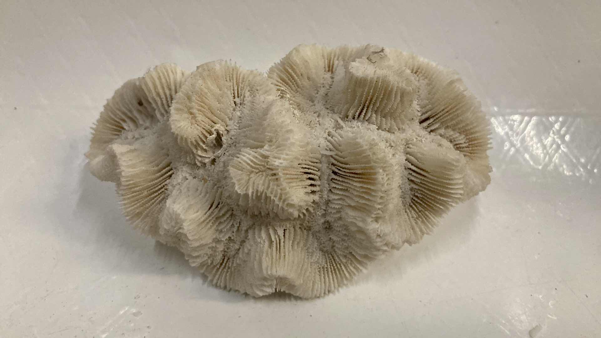 Photo 1 of AGATIZED BRAIN CORAL 3.75” X 2.5” H1.5”