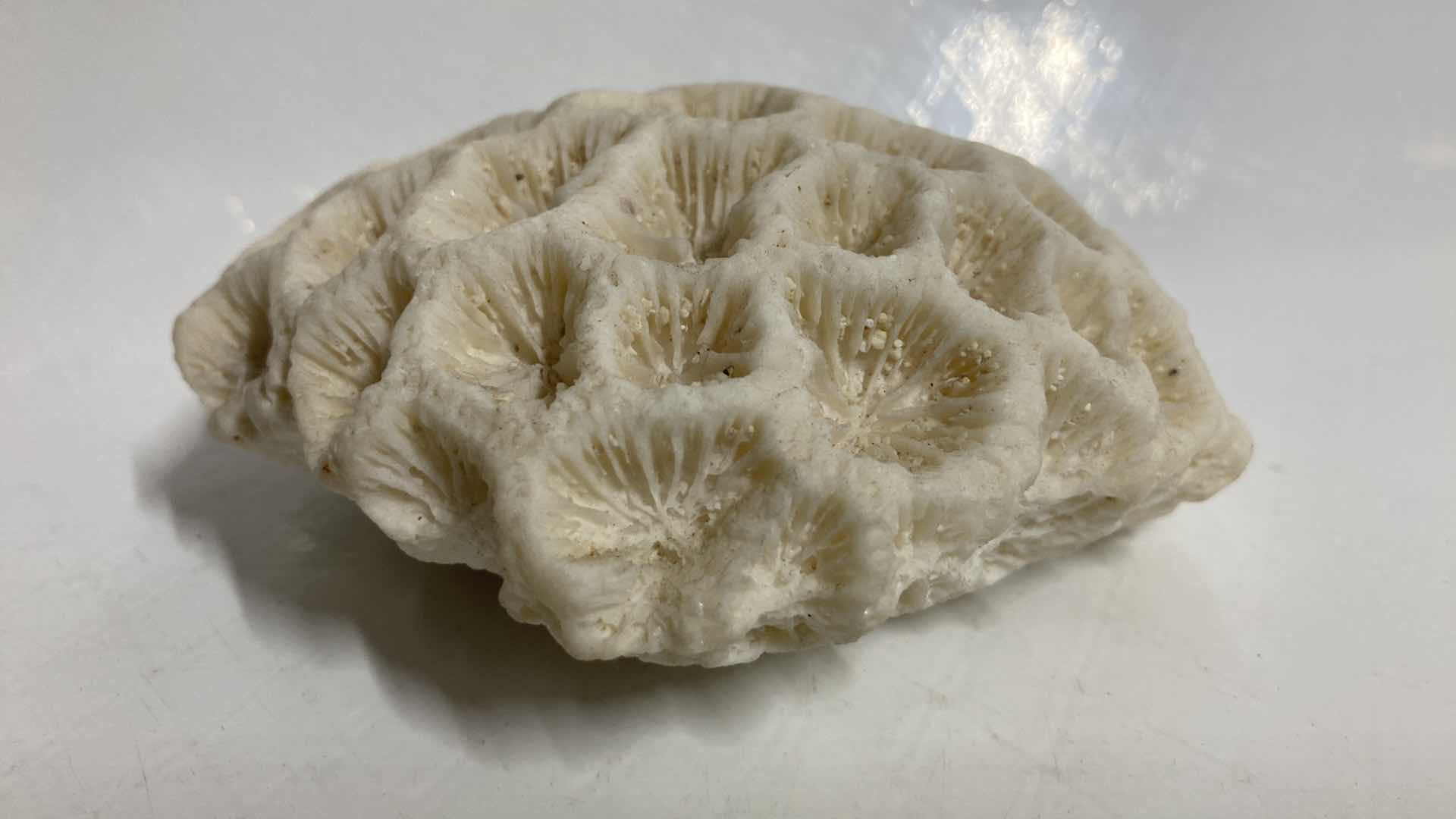 Photo 3 of FOSSILIZED BRAIN CORAL 4.5” X 4” H1.75”