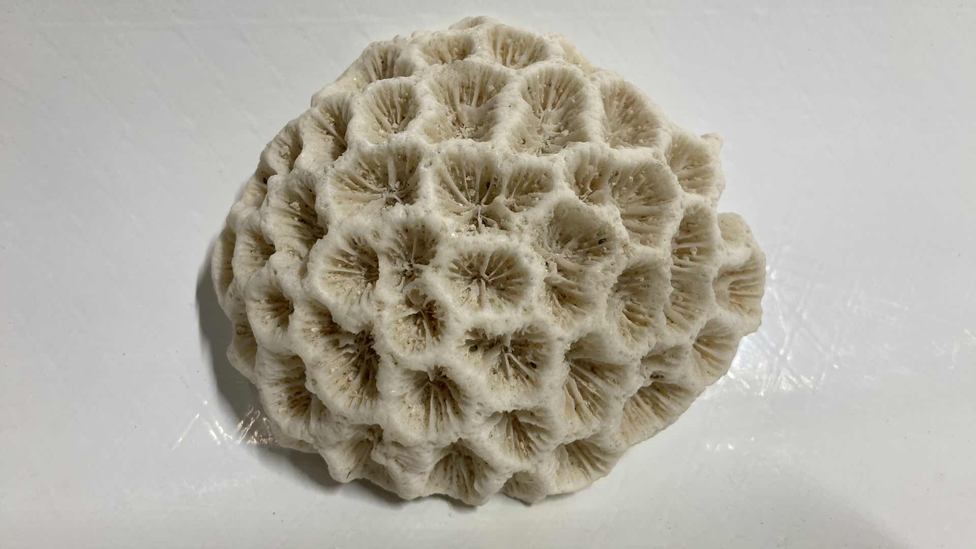 Photo 1 of FOSSILIZED BRAIN CORAL 4.5” X 4” H1.75”