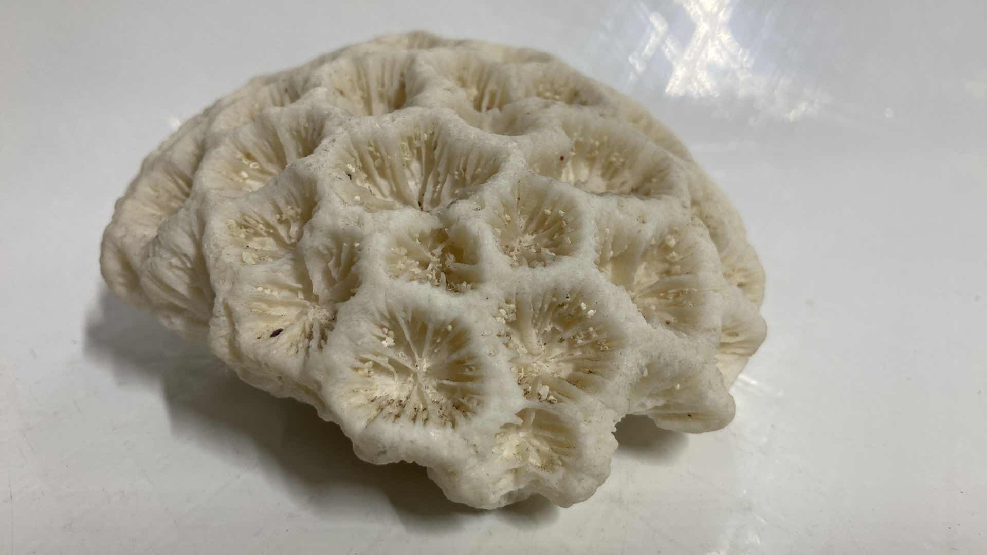 Photo 2 of FOSSILIZED BRAIN CORAL 4.5” X 4” H1.75”