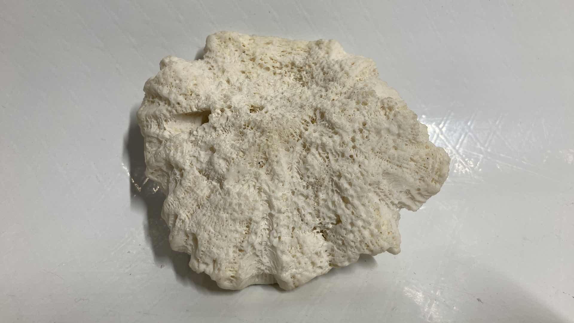 Photo 6 of FOSSILIZED BRAIN CORAL 4.5” X 4” H1.75”