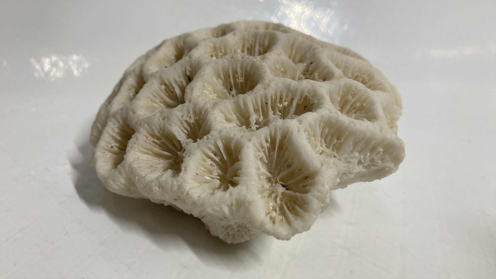 Photo 4 of FOSSILIZED BRAIN CORAL 4.5” X 4” H1.75”