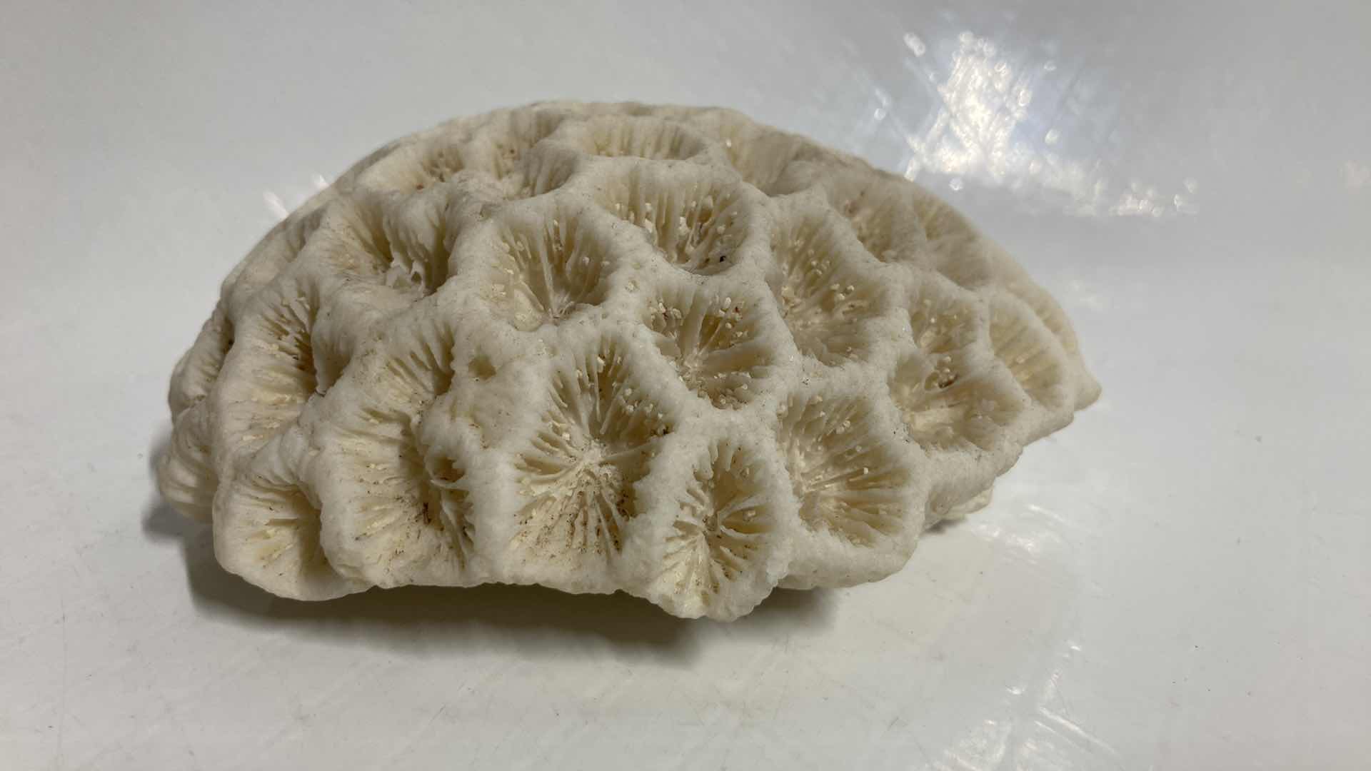 Photo 5 of FOSSILIZED BRAIN CORAL 4.5” X 4” H1.75”