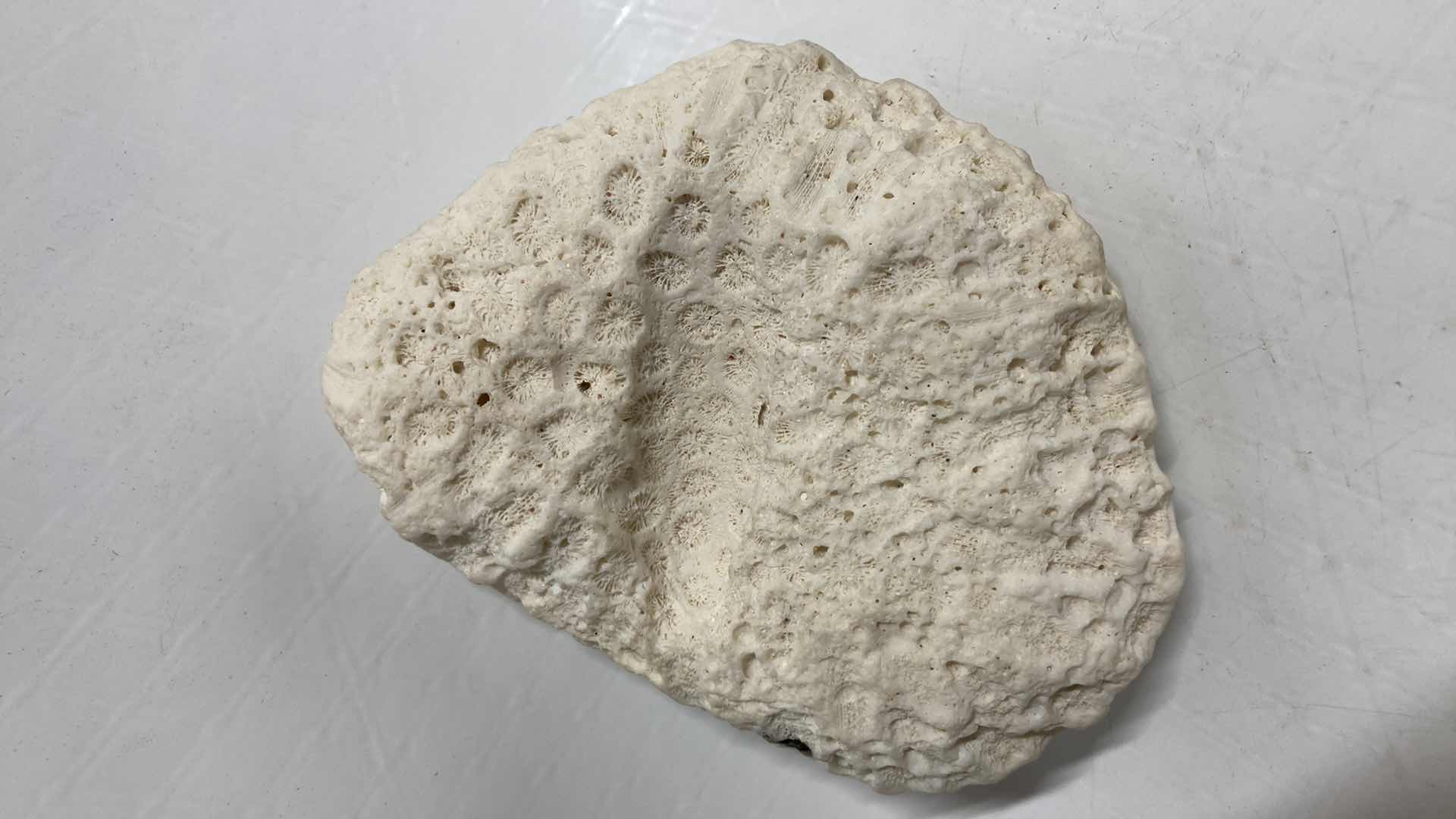 Photo 6 of FOSSILIZED BRAIN CORAL 4.5” X 3.5” H2”