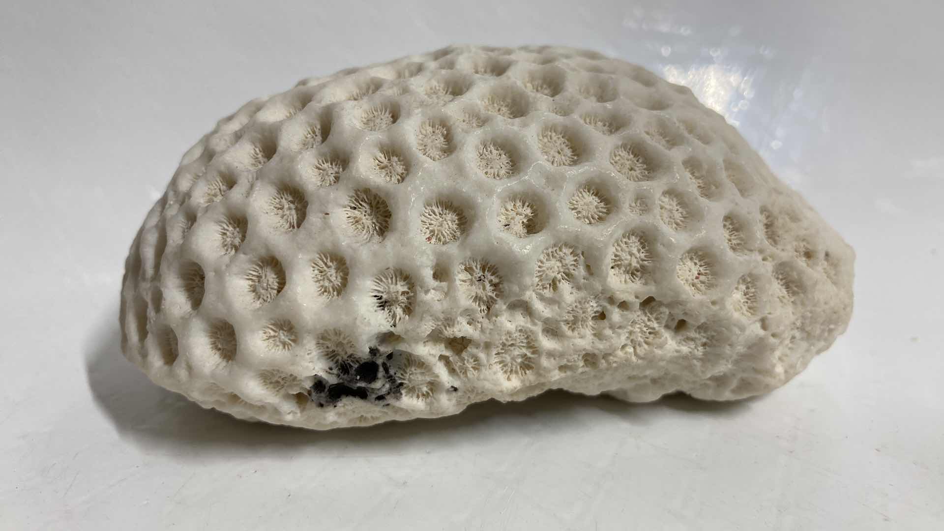 Photo 4 of FOSSILIZED BRAIN CORAL 4.5” X 3.5” H2”