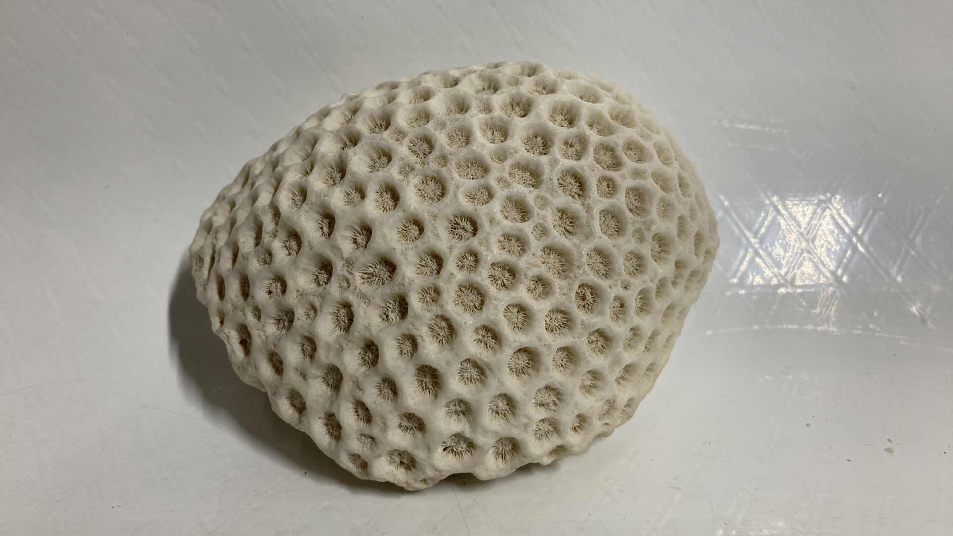 Photo 1 of FOSSILIZED BRAIN CORAL 4.5” X 3.5” H2”