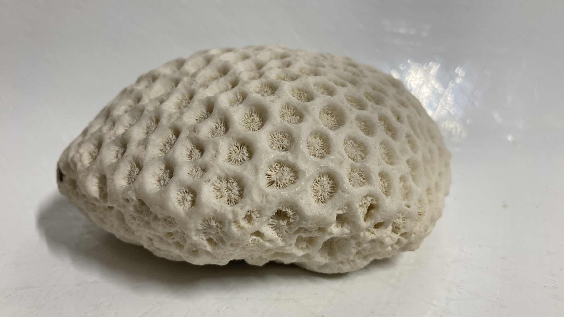 Photo 2 of FOSSILIZED BRAIN CORAL 4.5” X 3.5” H2”