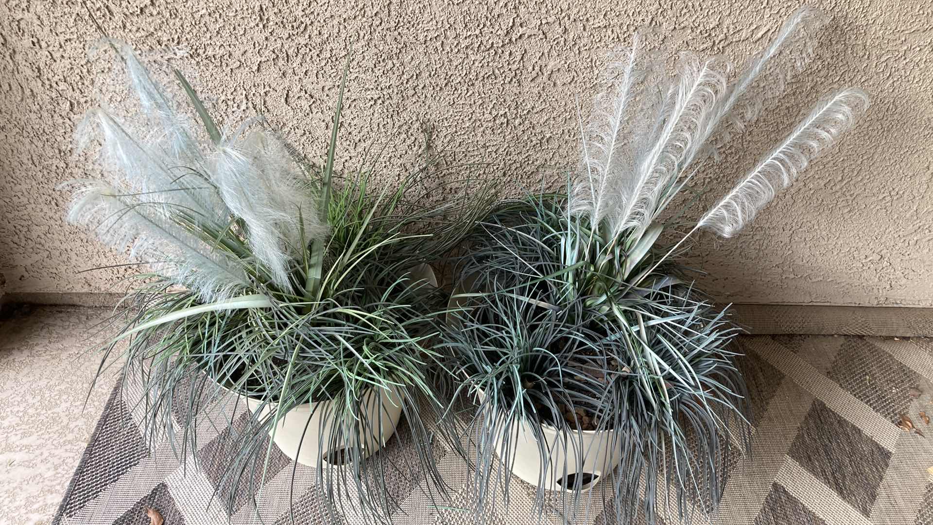 Photo 1 of PAMPAS GRASS W PLASTIC OUTDOOR POTS (2) 16.5” X 12.5”