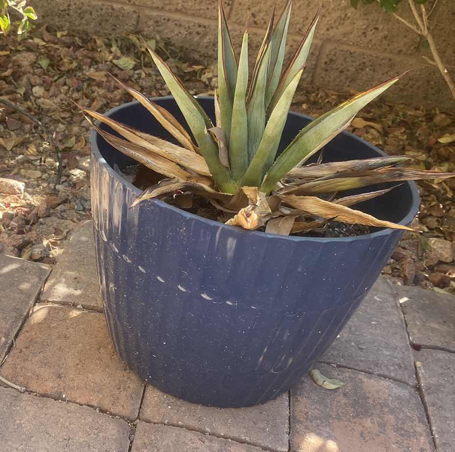 Photo 1 of CACTUS IN PLASTIC POT (pot is 11“ x 9“)