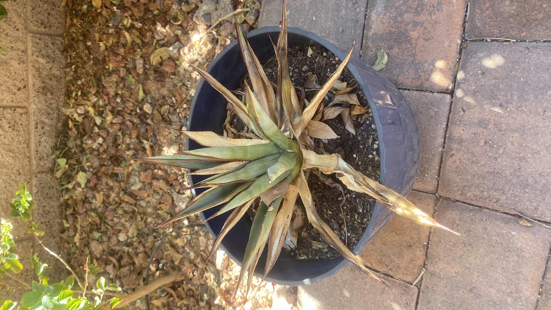 Photo 2 of CACTUS IN PLASTIC POT (pot is 11“ x 9“)