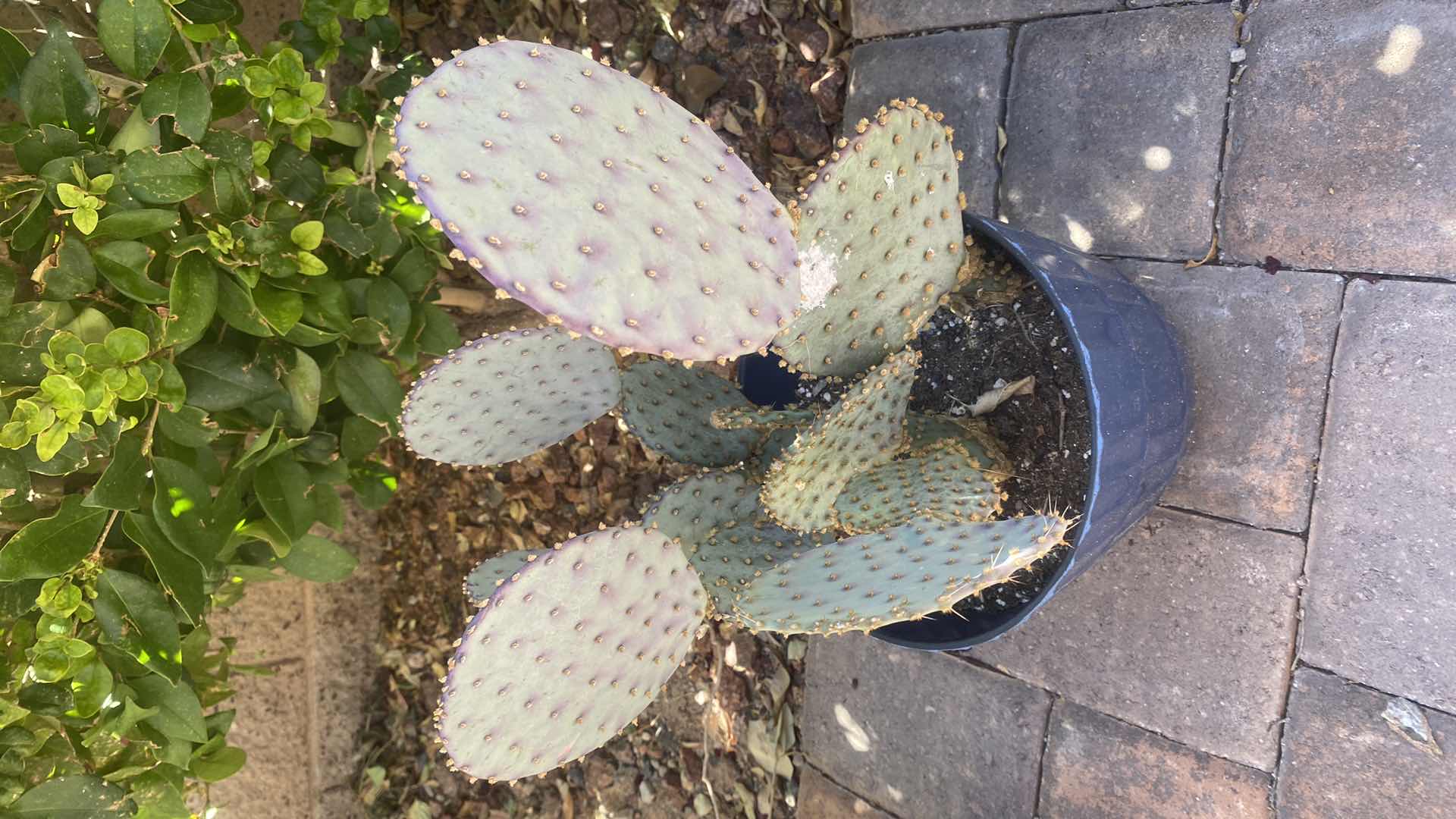 Photo 1 of CACTUS IN PLASTIC POT (pot is 7” x 7”)