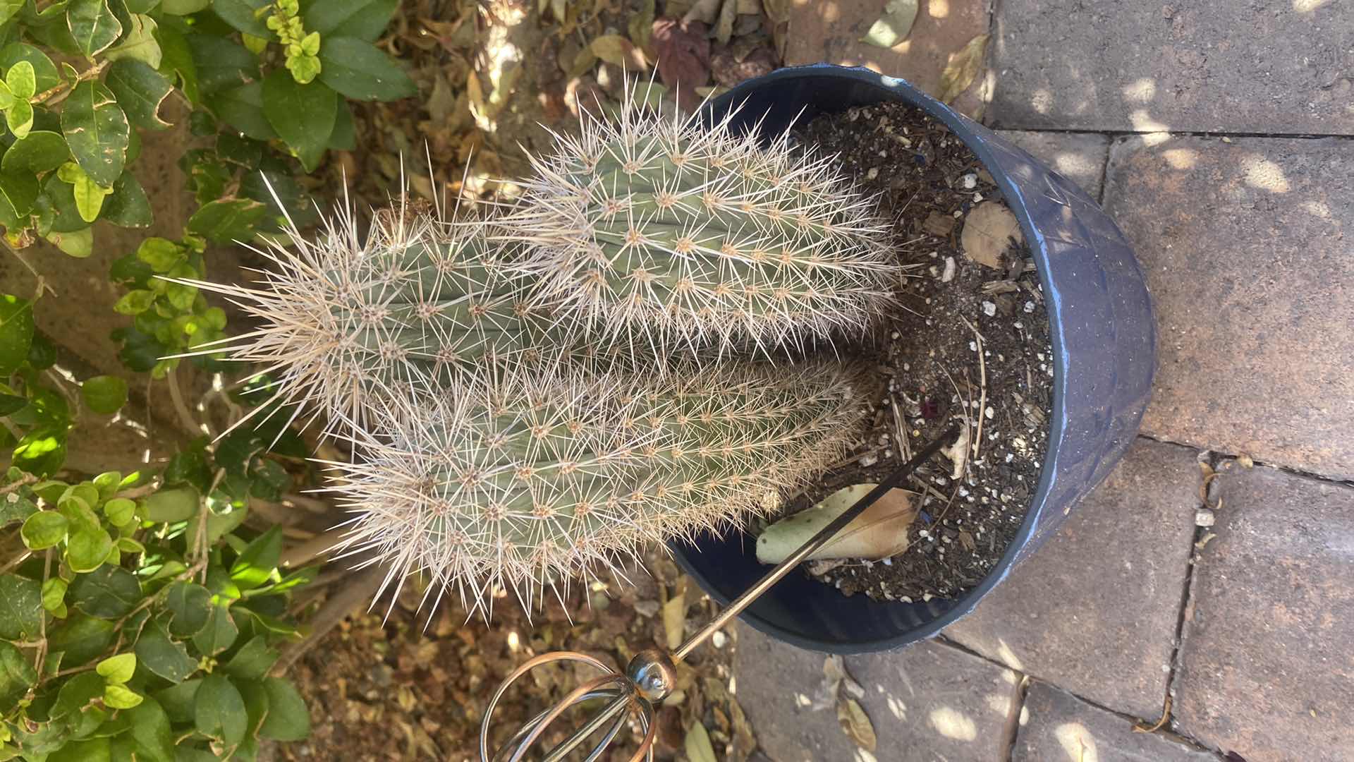 Photo 2 of CACTUS IN PLASTIC POT (pot is 7” x 7”)