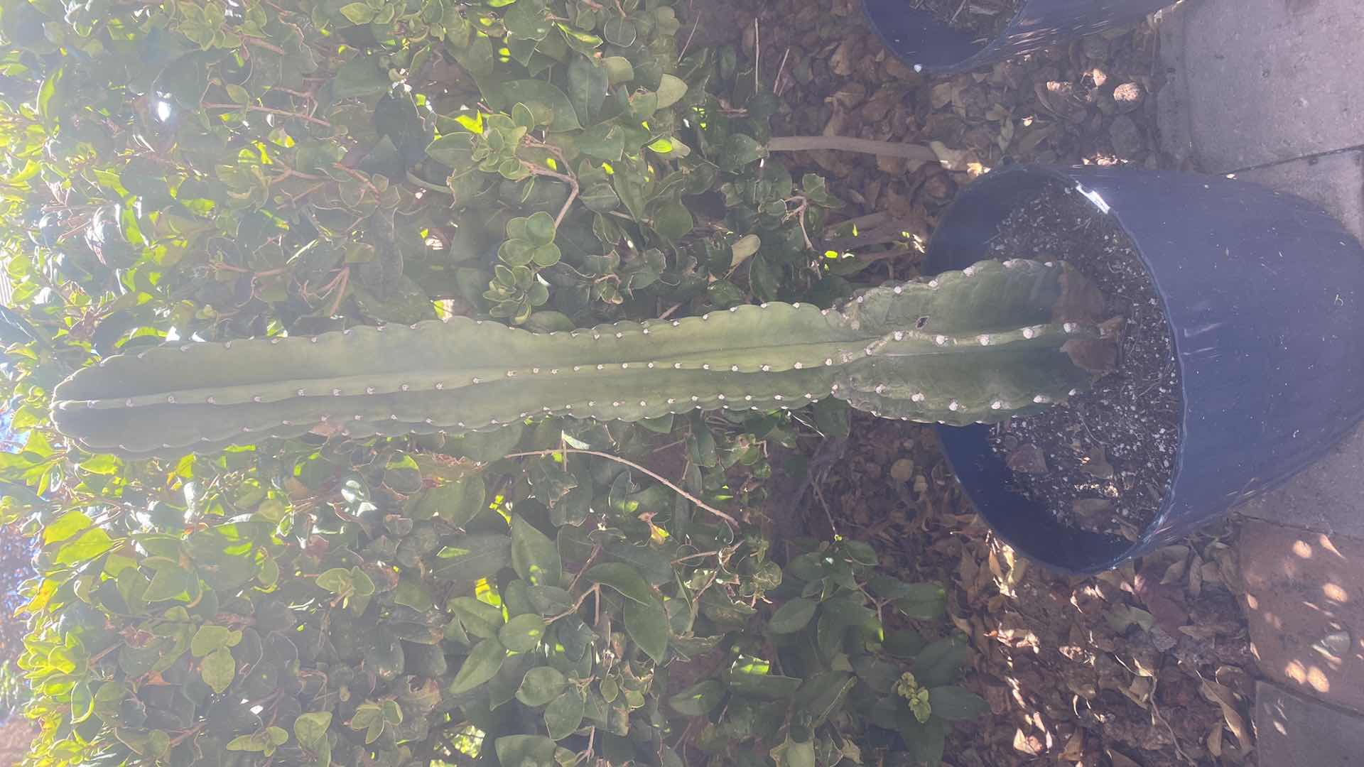 Photo 1 of CACTUS IN PLASTIC POT (pot is 11“ x 9“)