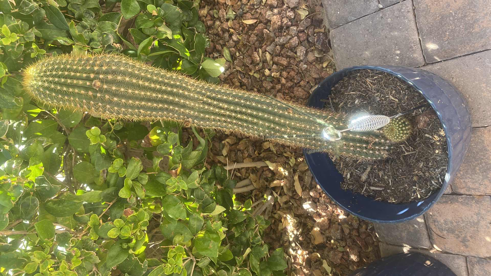 Photo 1 of CACTUS IN PLASTIC POT (pot is 11“ x 9“)