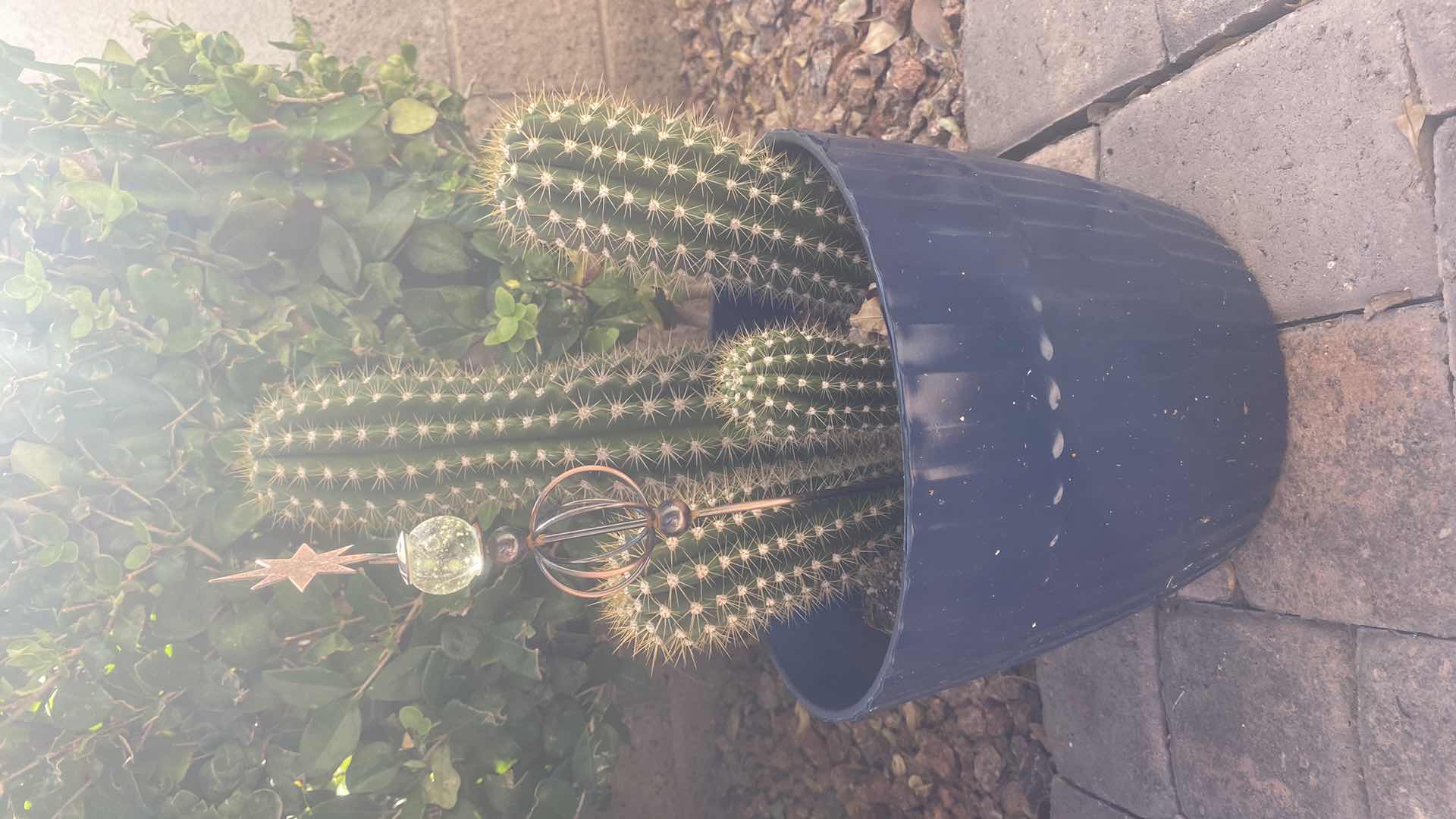 Photo 1 of CACTUS IN PLASTIC POT (pot is 11“ x 9“)