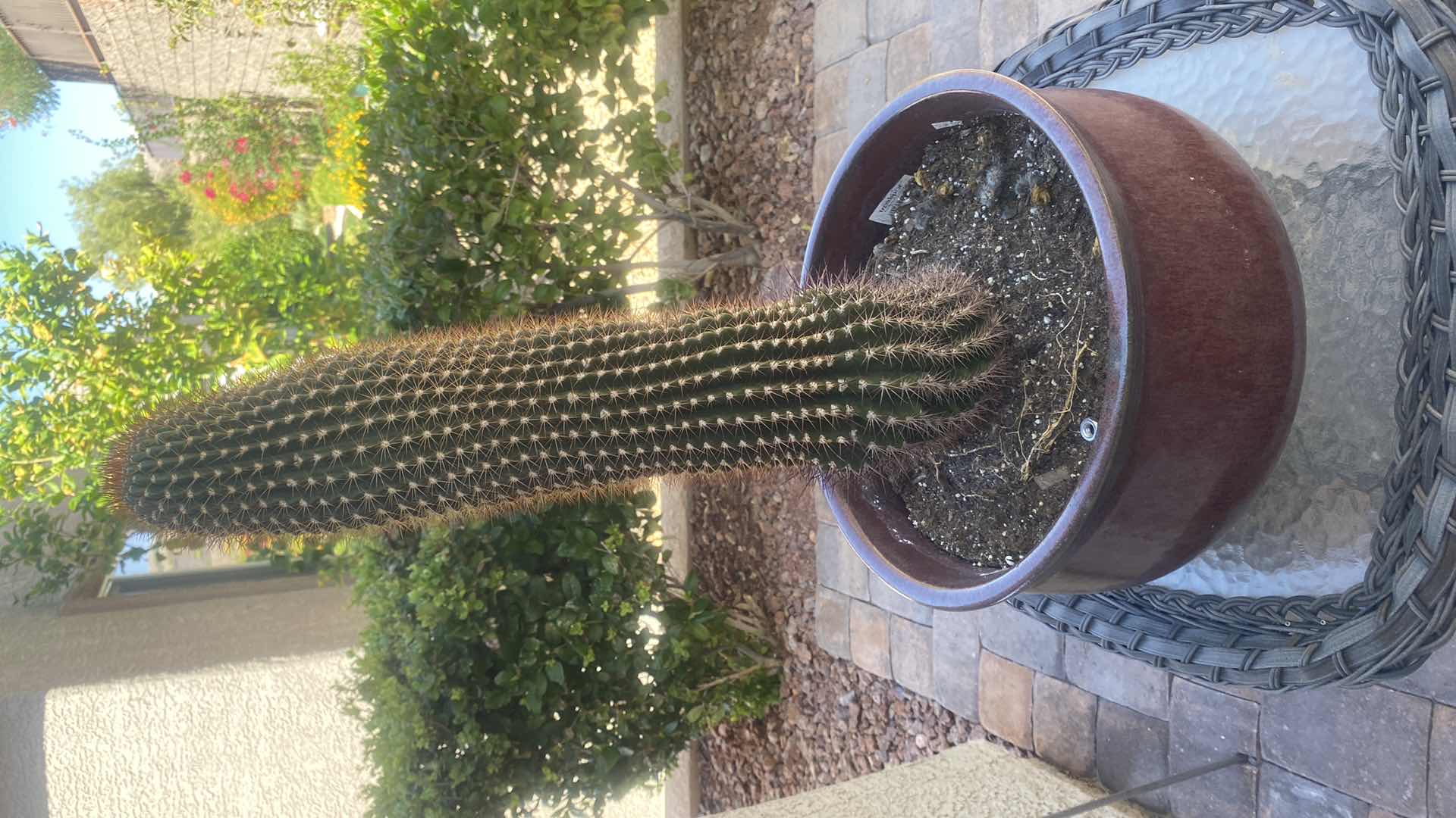 Photo 2 of CACTUS IN CERAMIC POT, POT MEASURES 13 1/2” x 8”