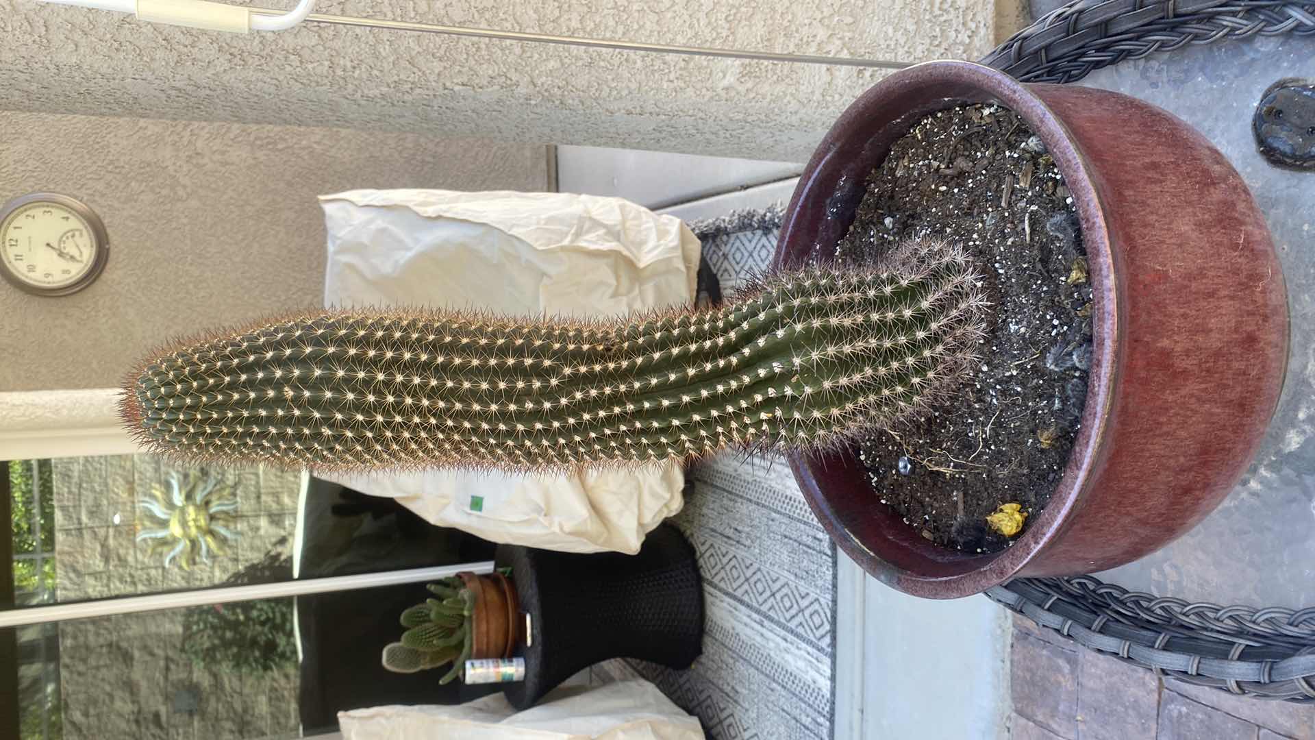 Photo 1 of CACTUS IN CERAMIC POT, POT MEASURES 13 1/2” x 8”