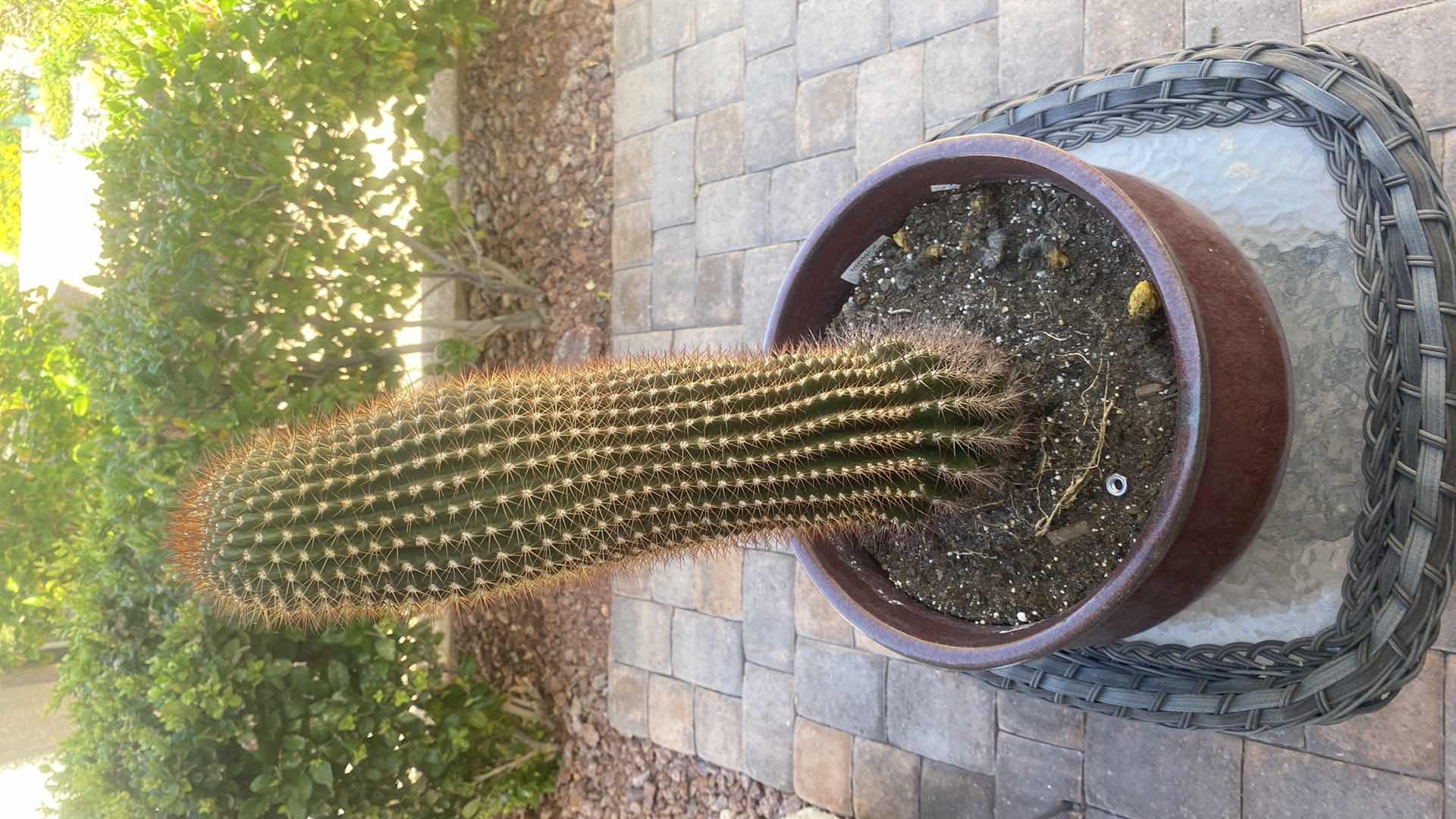 Photo 3 of CACTUS IN CERAMIC POT, POT MEASURES 13 1/2” x 8”