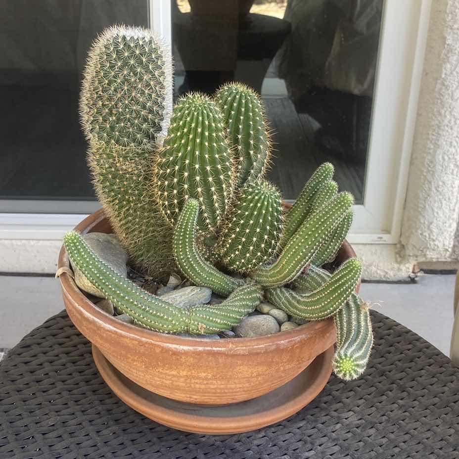 Photo 1 of CACTUS IN CLAY POT, POT MEASURES 10” x 5 1/2”