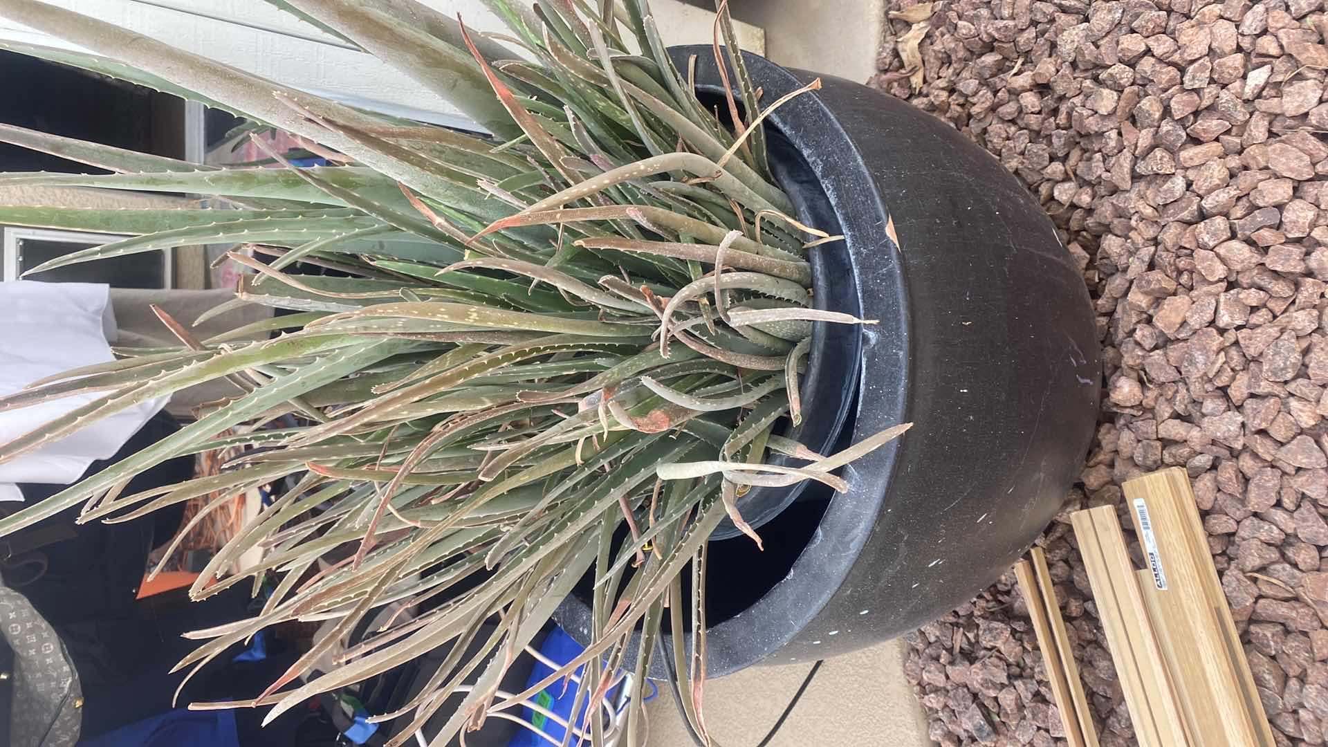 Photo 2 of BLACK CERAMIC POT WITH LUVE ALOE PLANT 24” x 42”