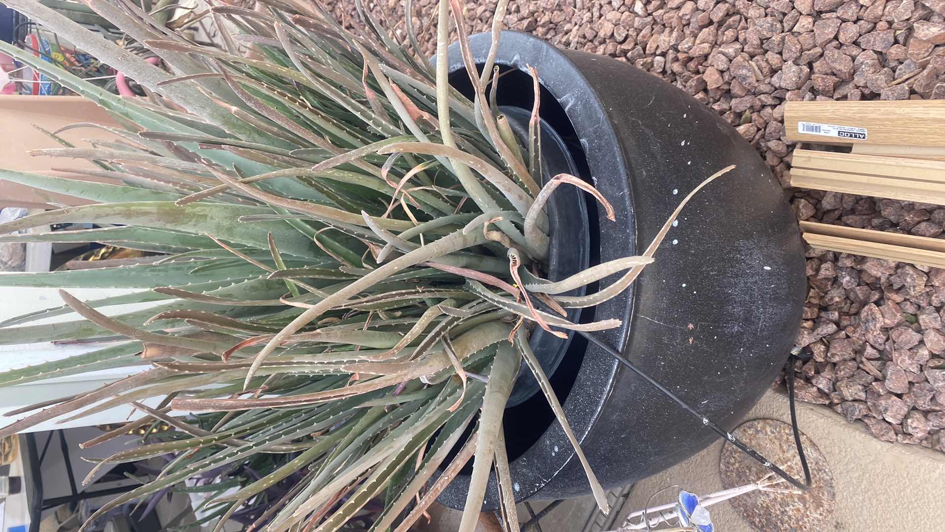 Photo 3 of BLACK CERAMIC POT WITH LUVE ALOE PLANT 24” x 42”