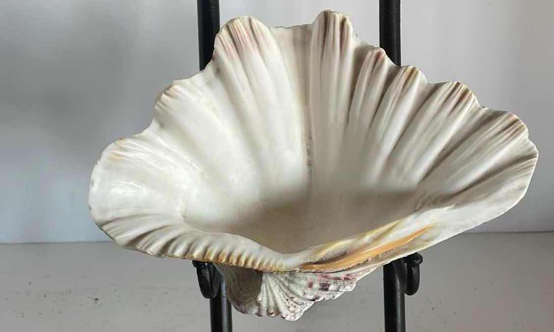 Photo 1 of CONCH SHELL 9”Hx6”W