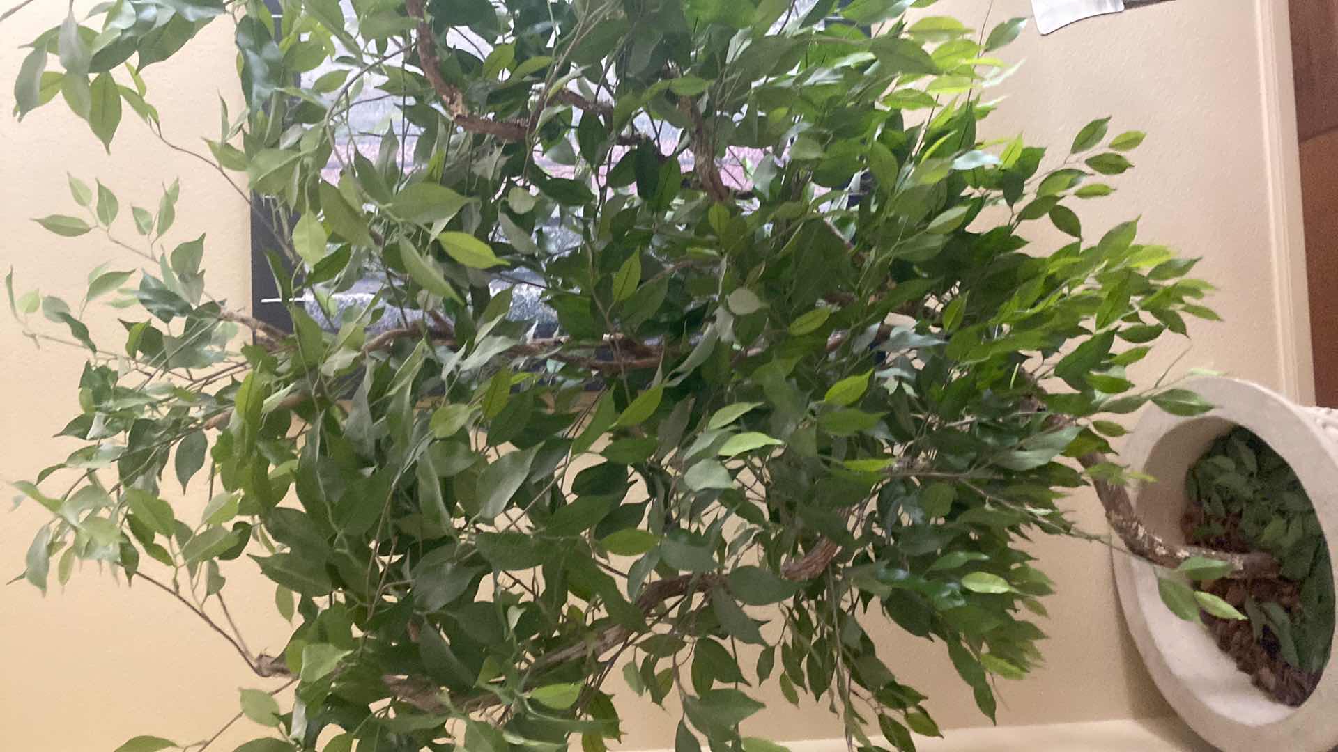 Photo 1 of ARTIFICIAL FICUS TREE WITH HEAVY POT H7’ POT MEASURES 25” X 18 1/2”