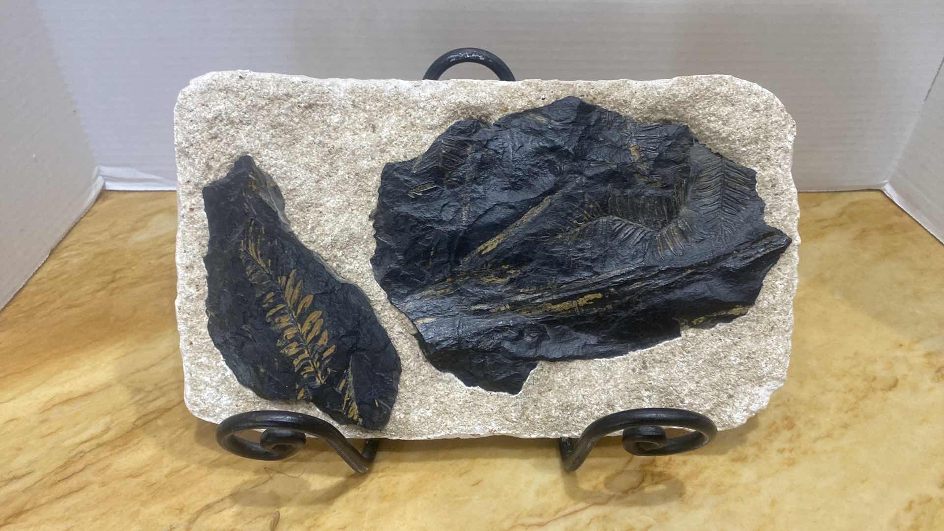 Photo 1 of FOSSIL SPECIMEN ON A STONE MATRIX 12” X 7”