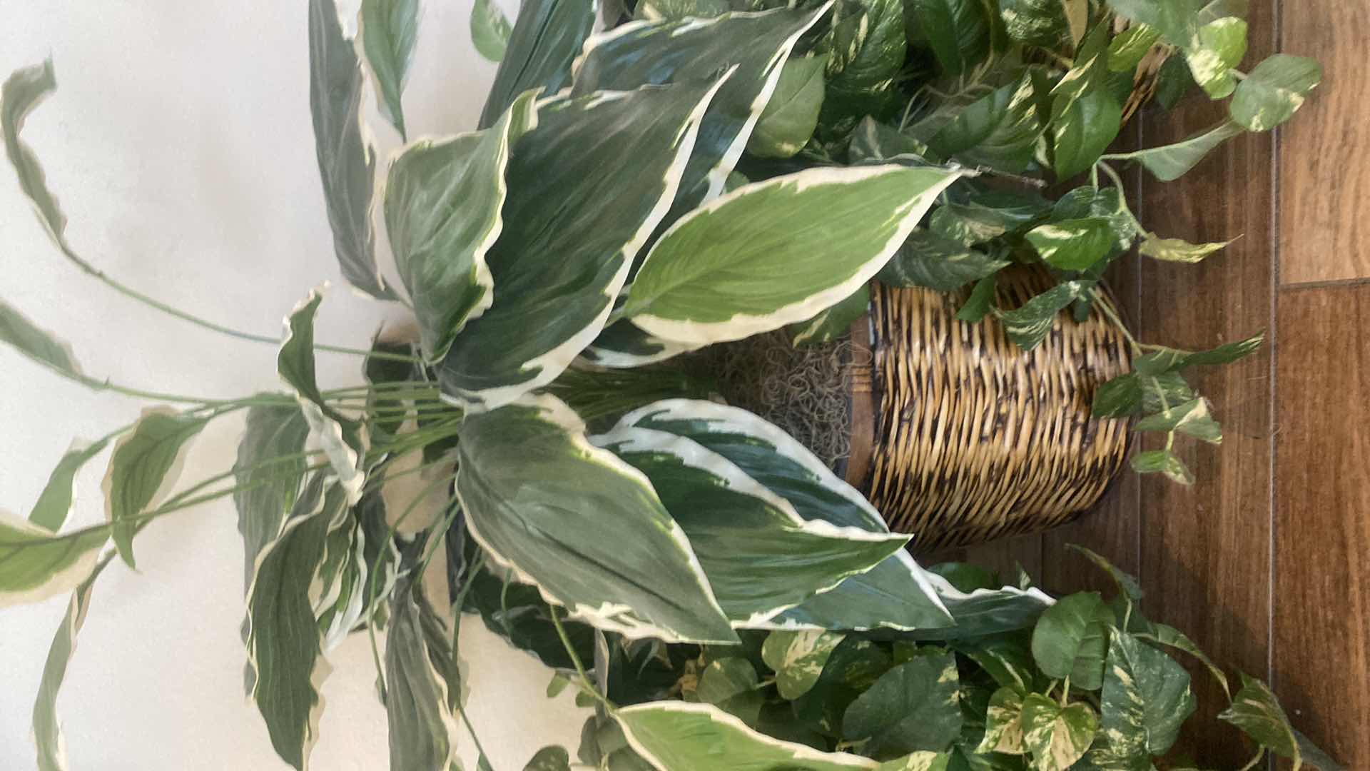 Photo 1 of 3-ARTIFICIAL PLANTS TALLEST H34”