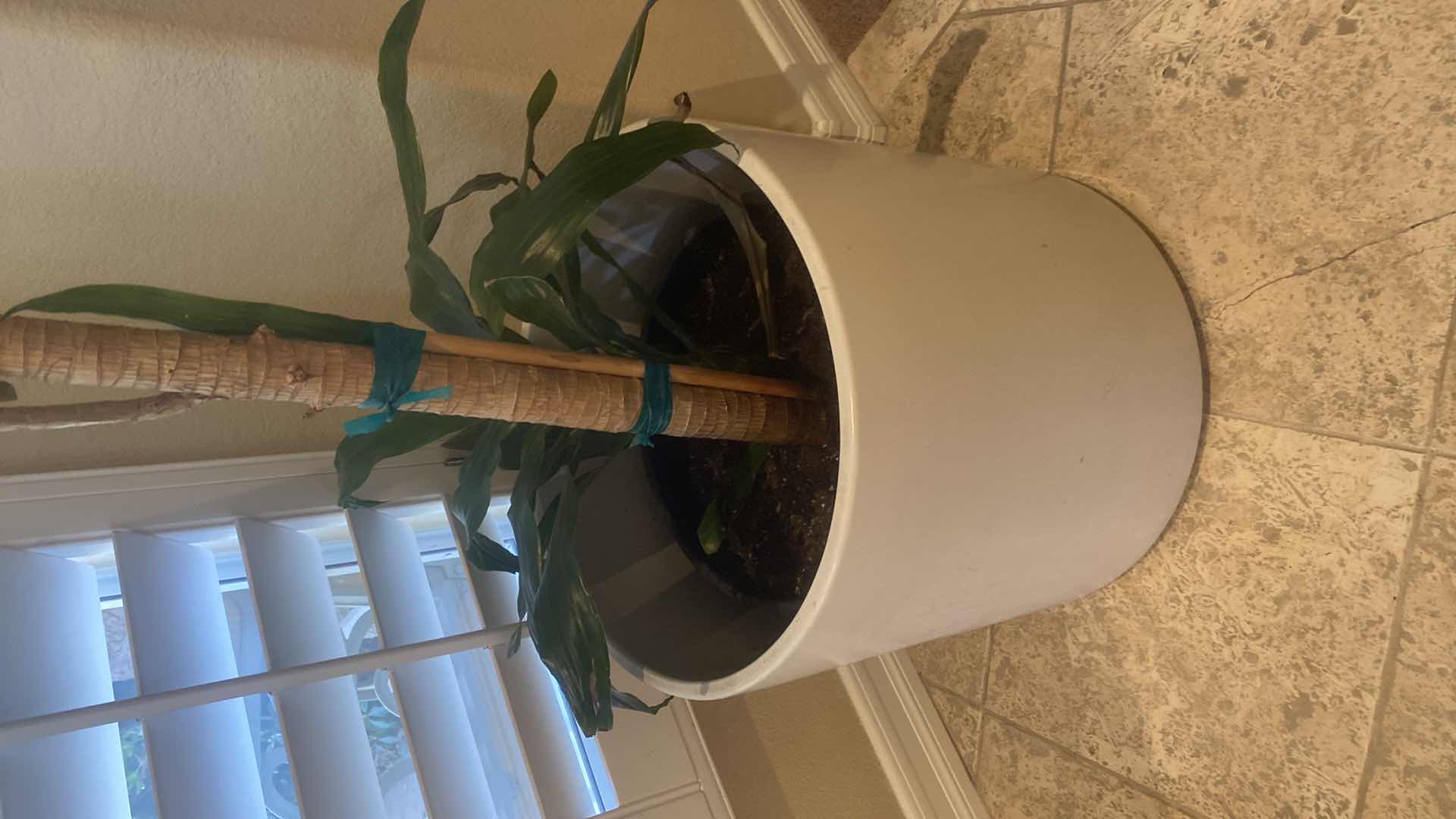 Photo 1 of LIVE PLANT IN POT H42”