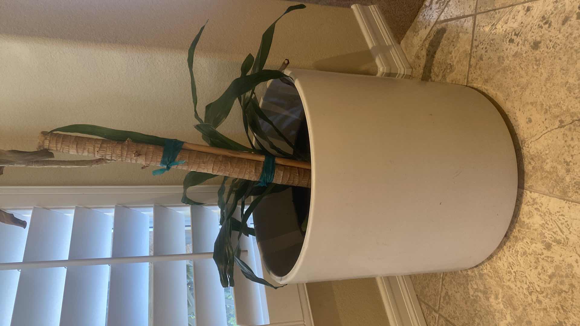 Photo 1 of LIVE PLANT IN POT H42”