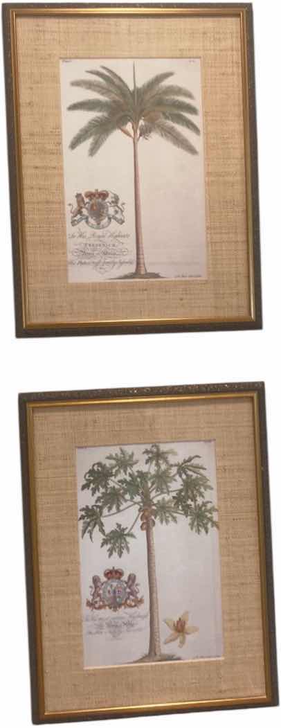 Photo 1 of 2-FRAMED BOTANICAL PRINTS OF PAPAYA TREE AND PALM TREE ARTWORK 21“ X 28“