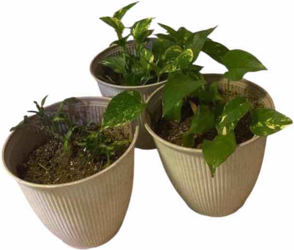 Photo 1 of 3-LIVE PLANTS