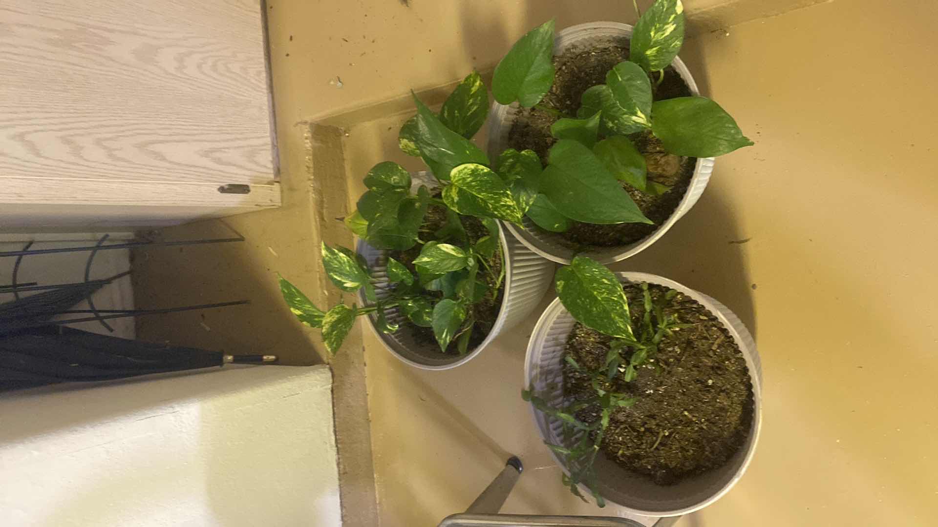 Photo 1 of 3-LIVE PLANTS