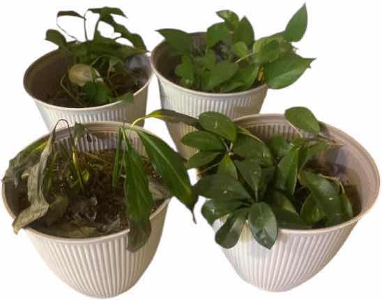 Photo 1 of 4-LIVE PLANTS