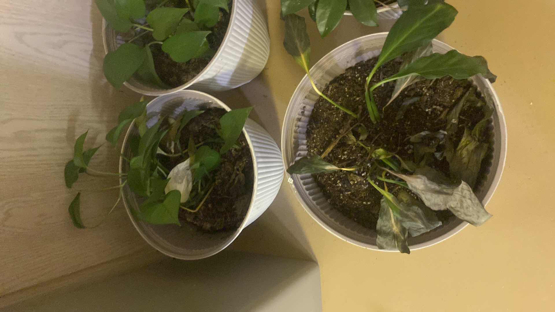 Photo 1 of 4-LIVE PLANTS