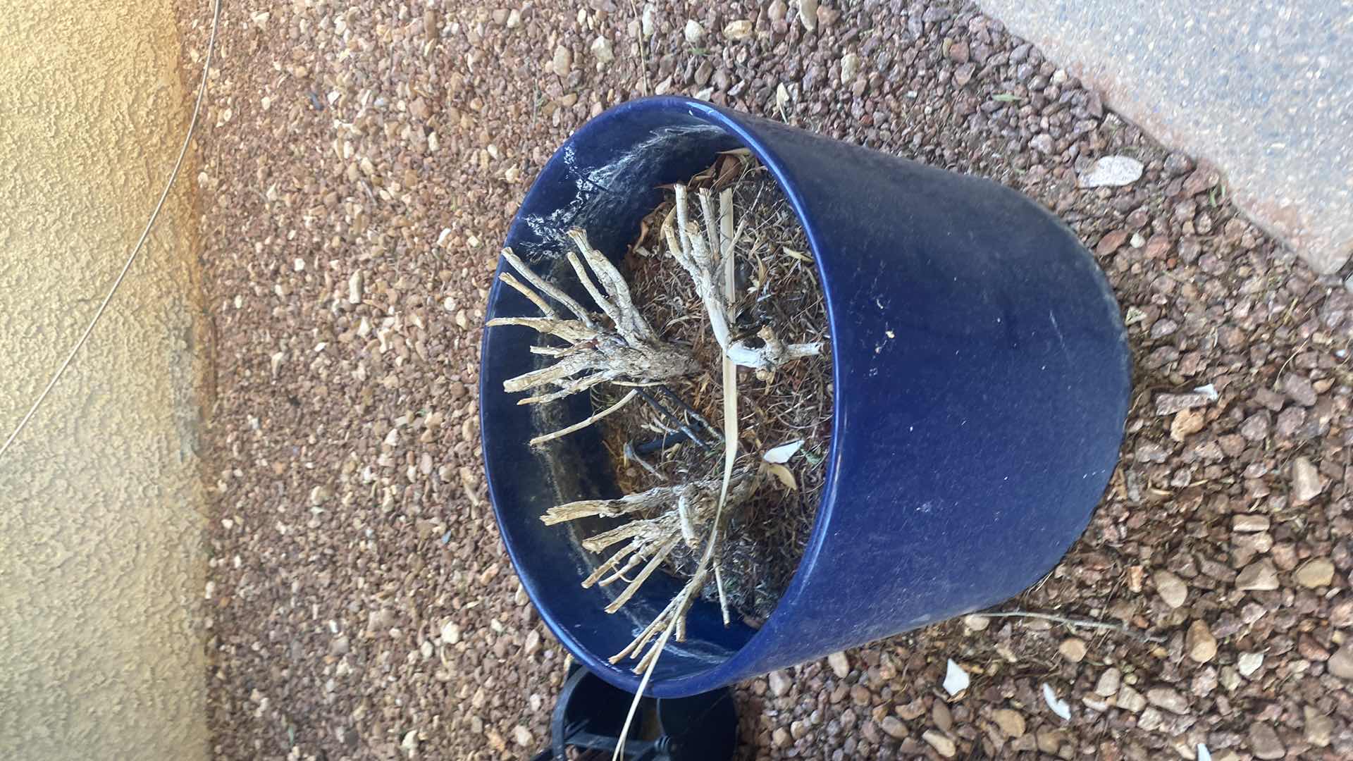 Photo 1 of BLUE CERAMIC POT 15” X 13”