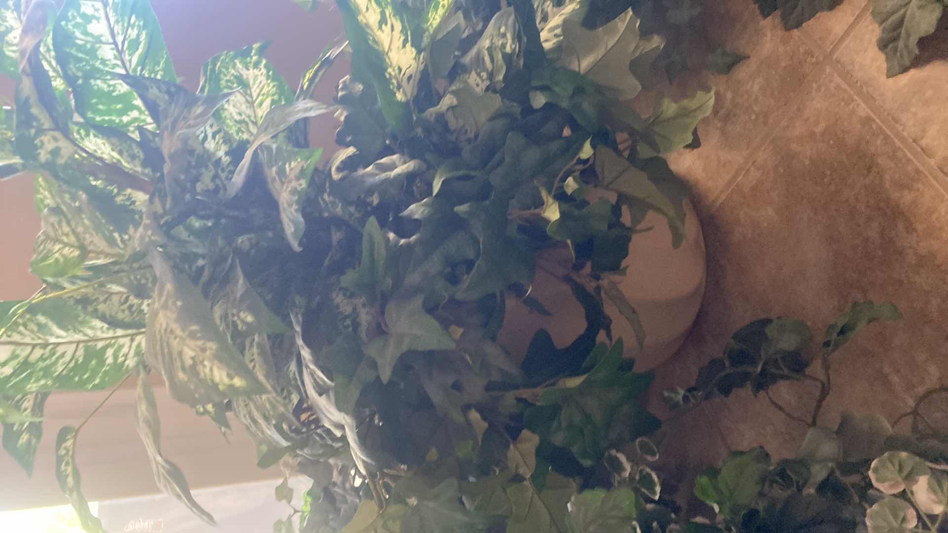 Photo 1 of 6-ARTIFICIAL PLANTS TALLEST 30”