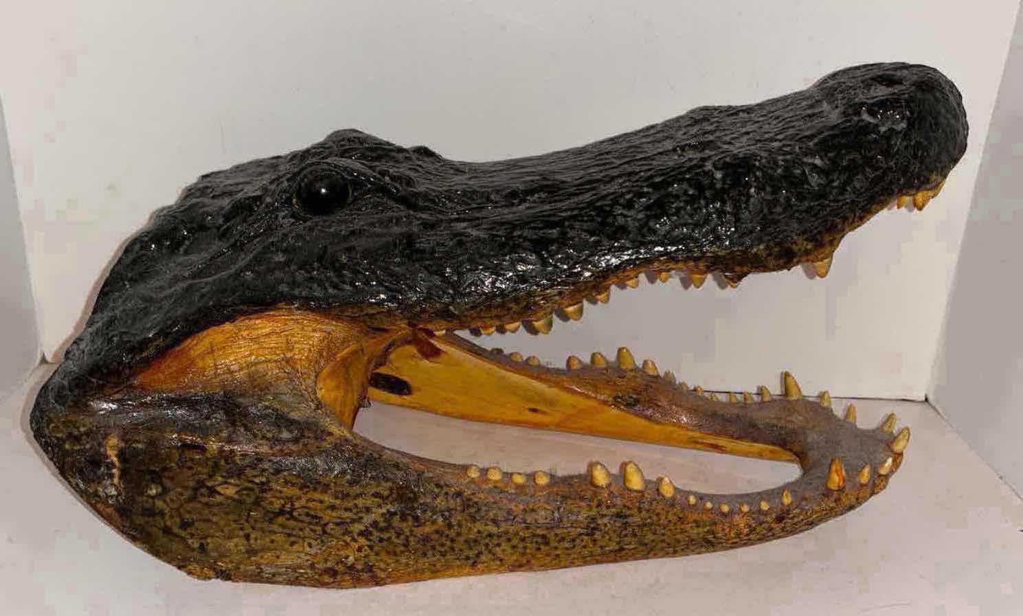 Photo 1 of CARVED WOOD ALLIGATOR HEAD 9.5” x17” H10”