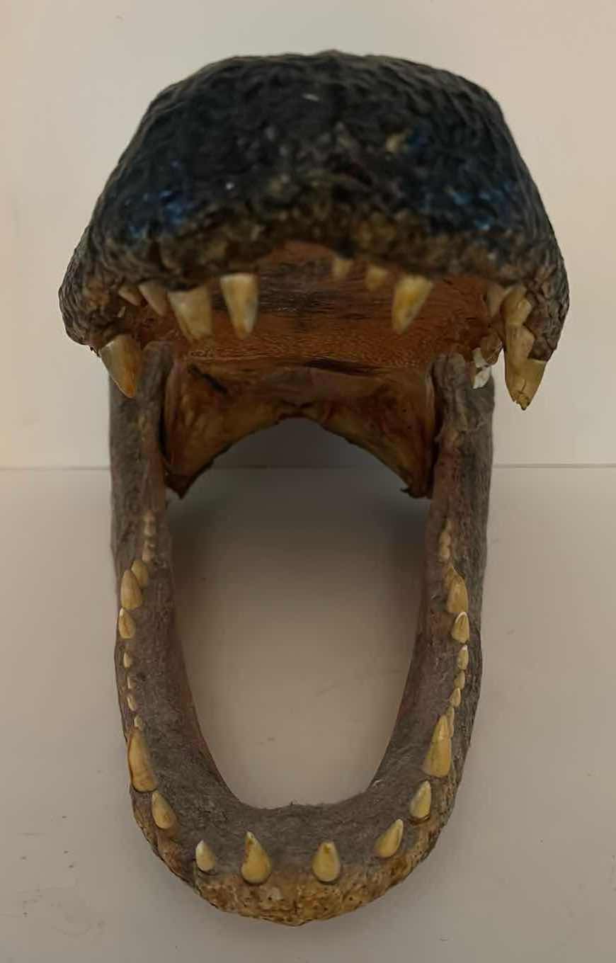 Photo 2 of CARVED WOOD ALLIGATOR HEAD 9.5” x17” H10”