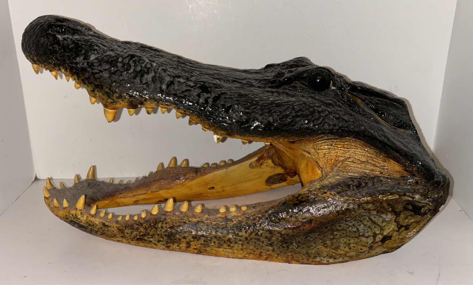Photo 4 of CARVED WOOD ALLIGATOR HEAD 9.5” x17” H10”